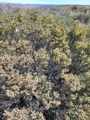 Leucadendron brunioides brunioides
