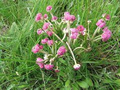 Zaluzianskya microsiphon