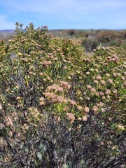 Leucadendron brunioides brunioides