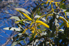 Acacia leiocalyx