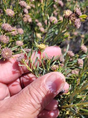 Leucadendron brunioides brunioides