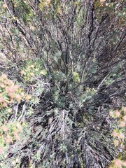 Leucadendron brunioides brunioides