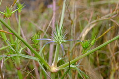 Eryngium ovinum