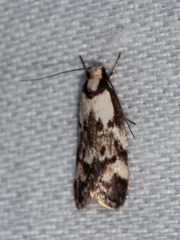 Palimmeces hemiphanes