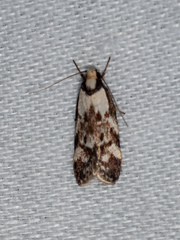 Palimmeces hemiphanes