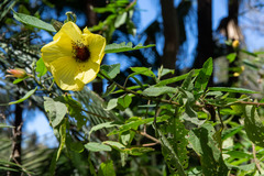 Hibiscus divaricatus