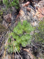 Paranomus bracteolaris