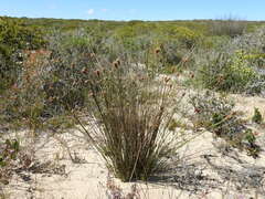 Hellmuthia membranacea