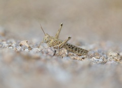 Schistocerca gregaria