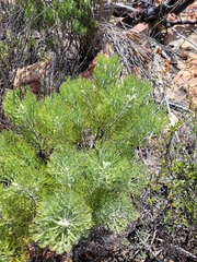 Paranomus bracteolaris