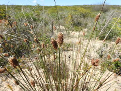 Hellmuthia membranacea