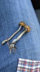Psilocybe azurescens