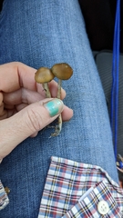 Psilocybe azurescens