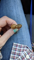 Psilocybe azurescens