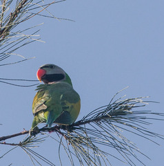 Psittacula alexandri