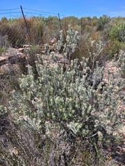 Leucospermum calligerum