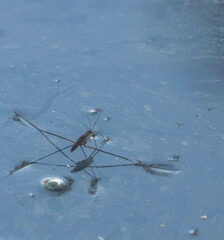 Limnometra