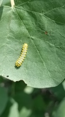 Rothschildia cinctus