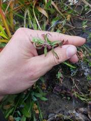 Epilobium hirtigerum
