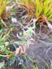 Epilobium hirtigerum