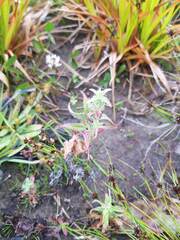 Epilobium hirtigerum
