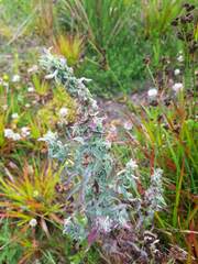 Epilobium hirtigerum