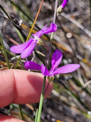 Heliophila juncea