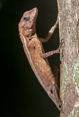 Agamidae