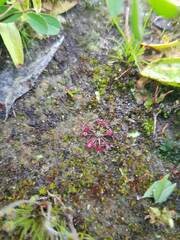 Drosera pygmaea