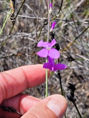 Heliophila juncea