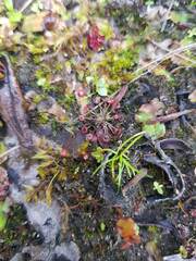 Drosera pygmaea