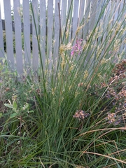Juncus sarophorus
