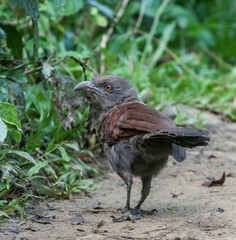 Centropus andamanensis