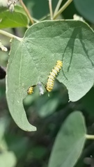 Rothschildia cinctus
