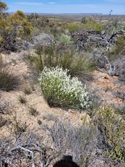 Heliophila juncea