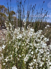Heliophila juncea