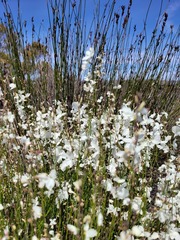 Heliophila juncea
