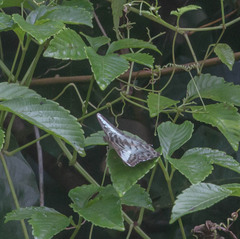 Parthenos sylvia roepstorfii