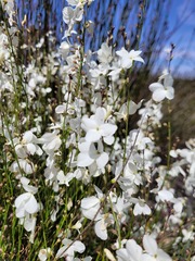 Heliophila juncea