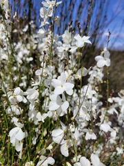 Heliophila juncea