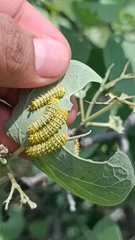 Rothschildia cinctus