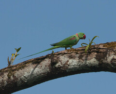 Psittacula eupatria