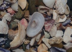 Amblychilepas nigrita