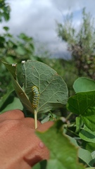 Rothschildia cinctus