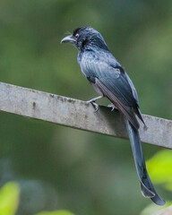 Dicrurus andamanensis