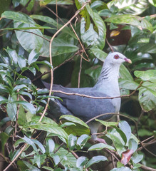 Columba palumboides