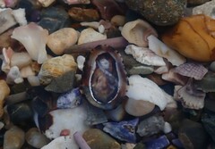 Patelloida latistrigata