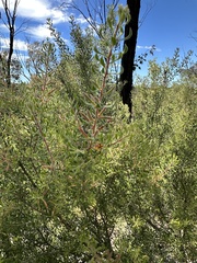 Persoonia curvifolia