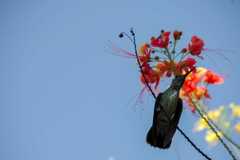 Chionomesa fimbriata