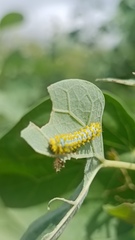 Rothschildia cinctus